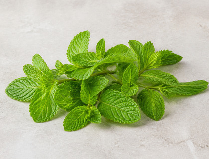 Fresh Mint