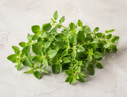 Fresh Oregano